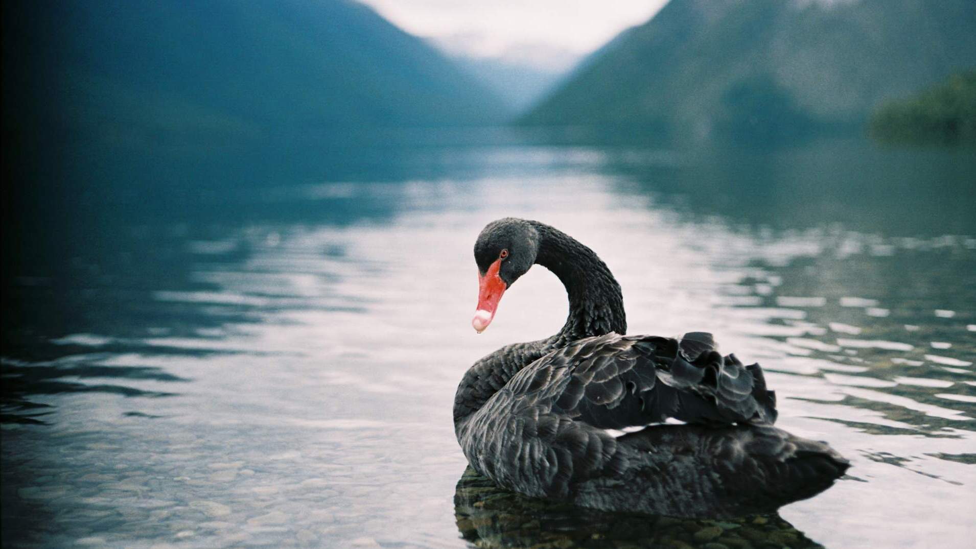 Can artificial intelligence fortify global supply chains against black swan disruptions?